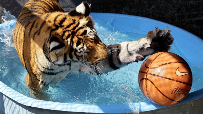 bengal tiger.jpg
